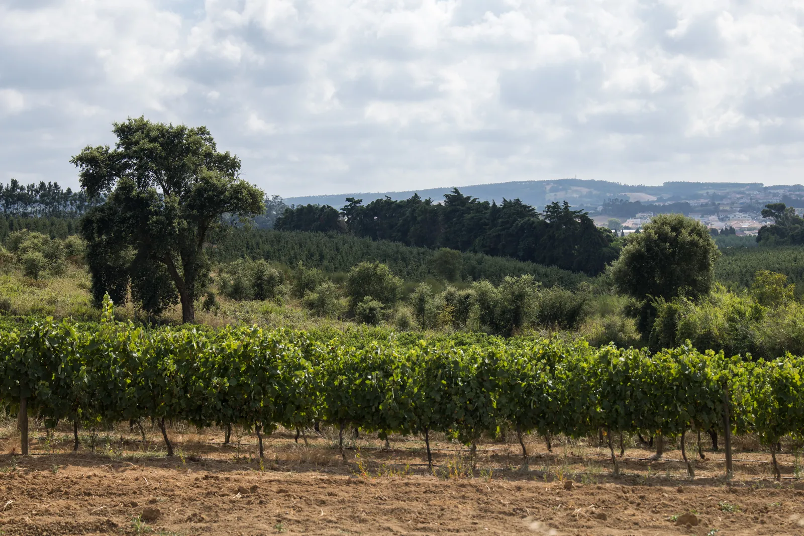 Rows of green summer vines and scattered trees across the rolling hills of Bombarral in the Oeste